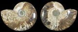 Polished Ammonite Pair - Agatized #68856-1